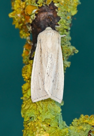 Southern Wainscot