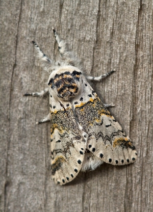 Sallow Kitten