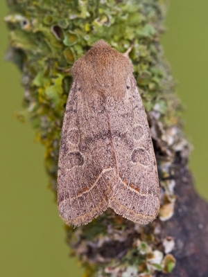 Common Quaker