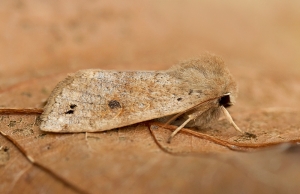 Twin-spotted Quaker