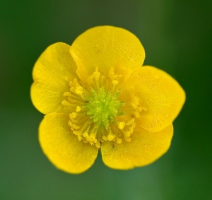 Buttercup