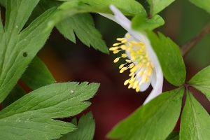 Spotted this image as I was doing some weeding. Couldn't pass it by. Anemone blanda 'White...