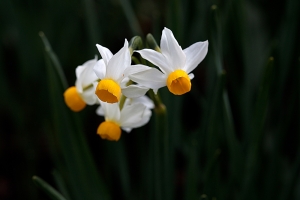 Narcissus canaliculatus - such an unwieldy name for a gorgeous tiny flower - even smaller than...