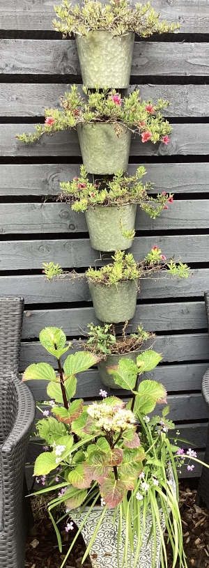 Last year’s Calibrachoa are still alive