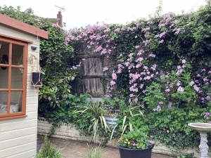 Loving the clematis