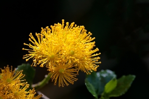 Saw-toothed Azara (Azara serrata), Sheffield Botanical Gardens. Fragrant & striking, especially...