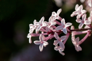 Dwarf Lilac variety, Criccieth (North Wales) garden.