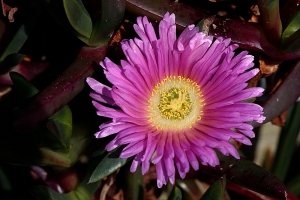 Chilean Sea Fig (Carpobrotus chilensis). Growing on a sea defense wall in Criccieth (North...