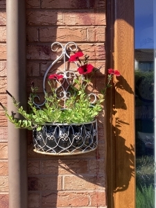 Petunia Red Velour