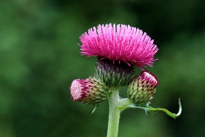 Cirsium rivulare 'Atropurpureum' - great flowers loved by bees, shame about the tatty leaves...