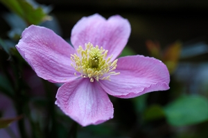 Clematis montana 'Tetrarose'