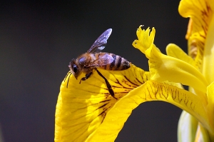 Iris pseudacorus with a visitor