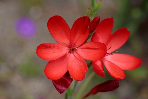 Schizostylis (Hesperantha) coccinea 'Major' - to avoid getting tongue-tied just call it a Kaffir...