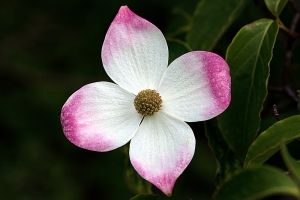 Cornus kousa - just starting to turn pink in Sheffield Botanical Gardens