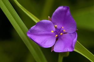 Tradescantia virginiana, Sheffield Botanical Gardens