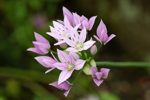 Allium (unifolium?) - Sheffield Botanical Gardens - what an absolute beauty!