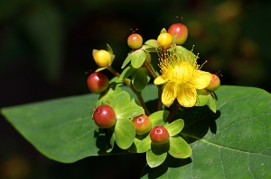 Hypericum androsaemum,  Sheffield Botanical Gardens - common yes but this little group was just...