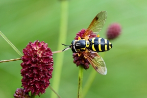 One of the more striking wasp-mimicking hoverflies, probably Chrysotoxum cautum, here feeding on...