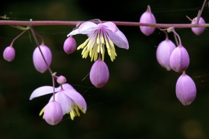 Hadn't even heard of Thalictrum delavayi until a couple of years ago. So rather pleased with...